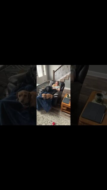 love my Dog's #debtfree #hedgehogshomestead #minimalism #LivinginTN