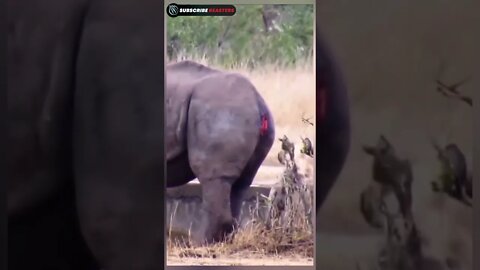 Hyenas attack on Rhino #shorts #hyena