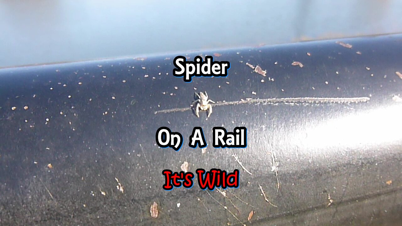Spider On A Rail