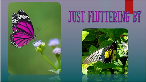 Just Flutterng By - butterflies, firefly, and owl rescue