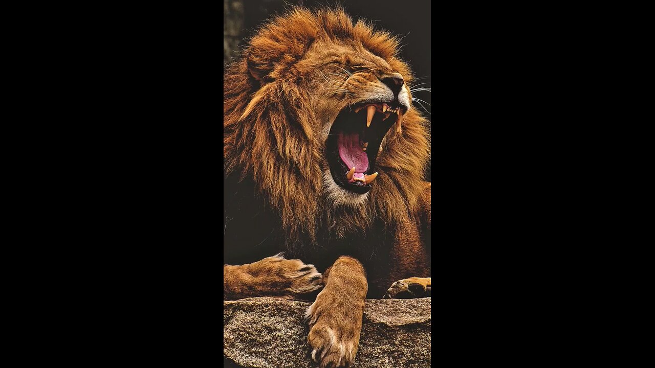 🦁"Roar To Win Your Successful Story" #motivation #lion #attitude #inspiration