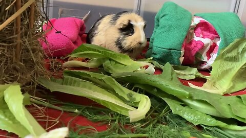 Guinea pigs hard at work