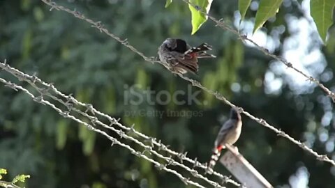 Relaxing Meditation Music Peaceful Piano Music & Birds Music Sunny mornings by Naseem Gul