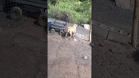 Farm cam: monitoring animals