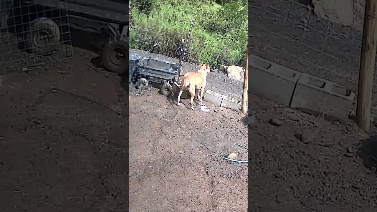 Farm cam: monitoring animals