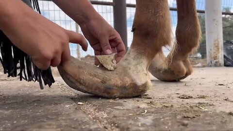 LONG HOOVES on ARABIAN STUD Horse Restoration-3