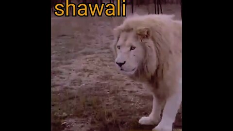 Unseen Animal Chase