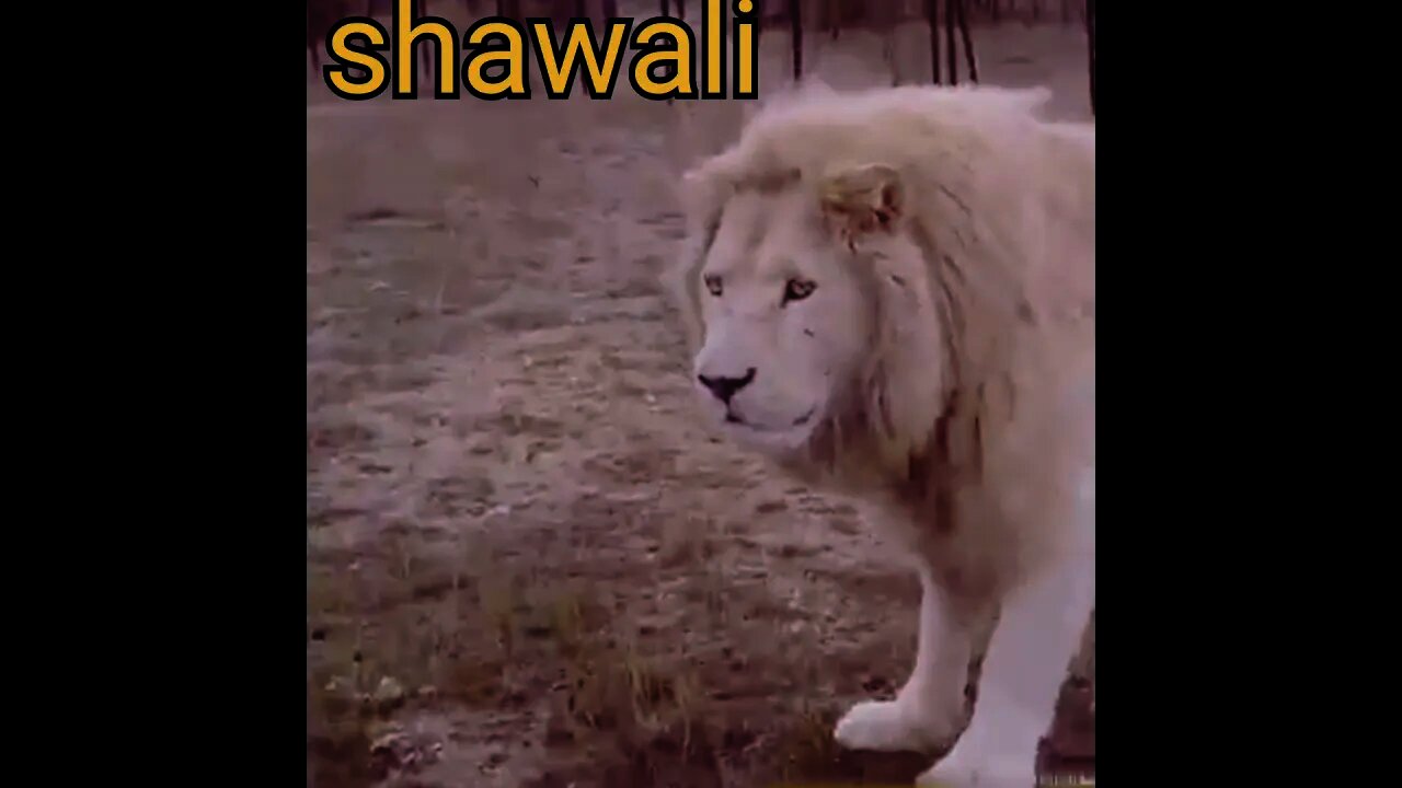 Unseen Animal Chase