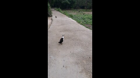 duck walking