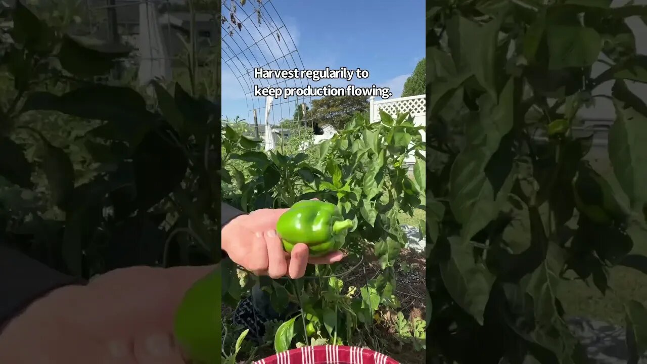 Bountiful Bell Peppers #shorts #gardeningwithbarchuckin