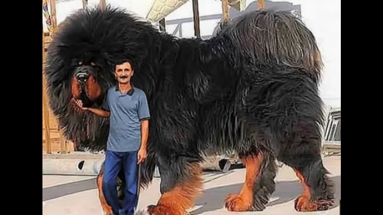 Largest Dog Breeds in the world