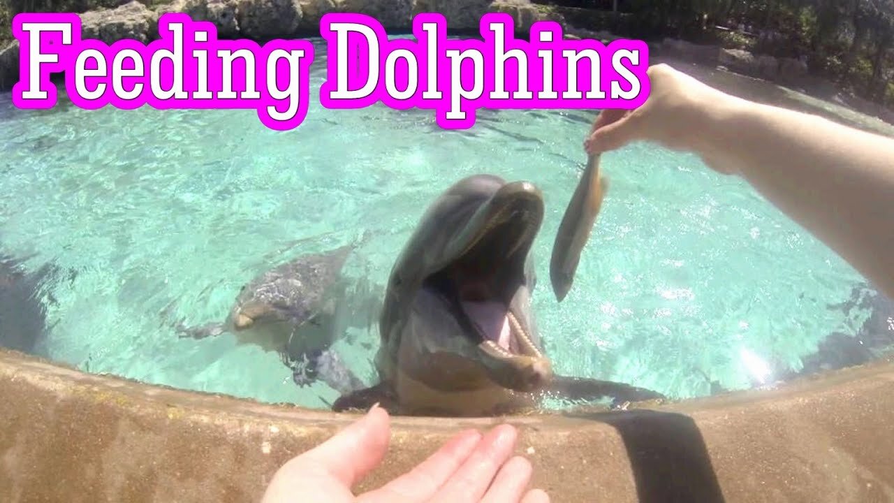 Feeding Dolphin 😍