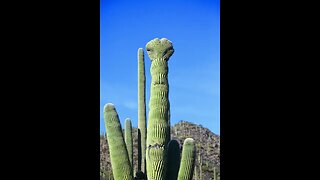 Crested Cactus