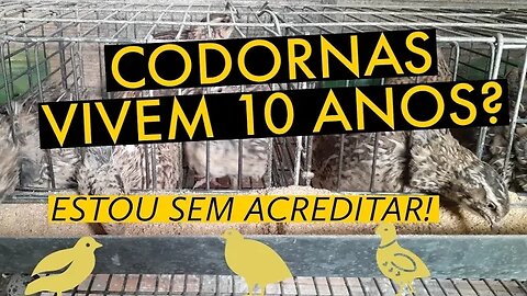 QUANTO TEMPO VIVER UMA CODORNA / @viverdecodorna
