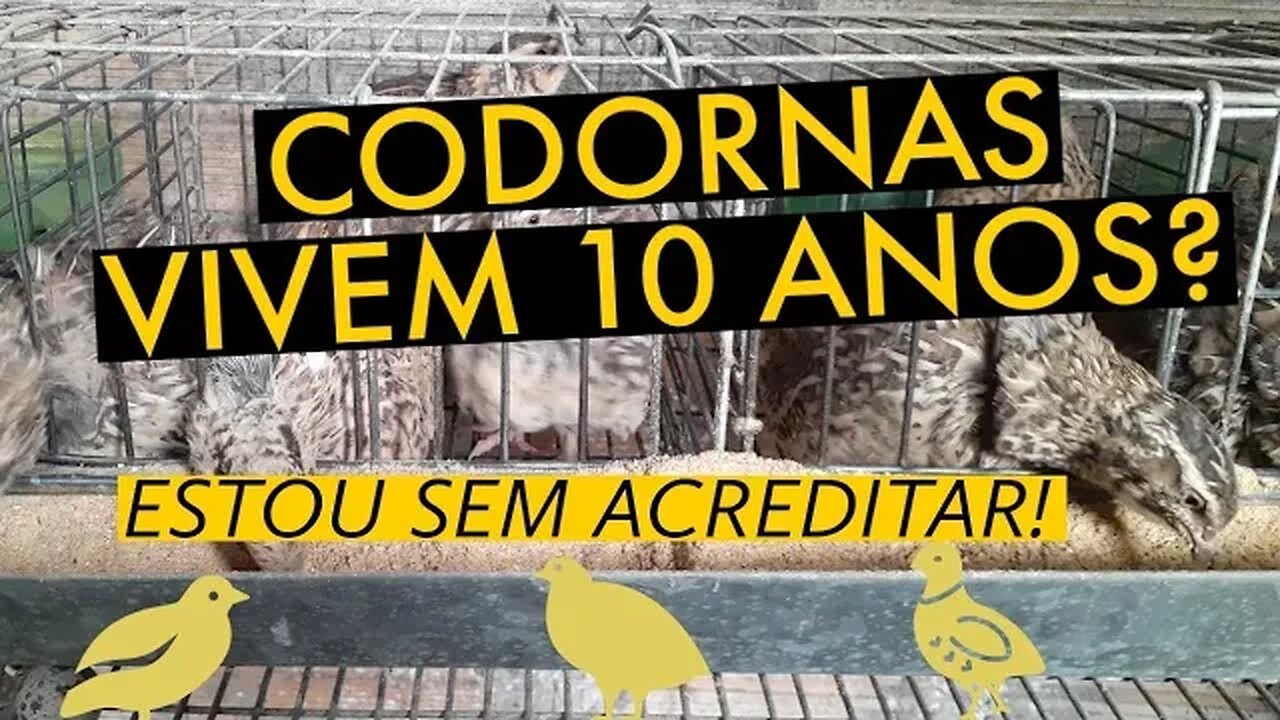 QUANTO TEMPO VIVER UMA CODORNA / @viverdecodorna
