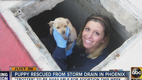 Yay! Puppy rescued from storm drain in Arizona