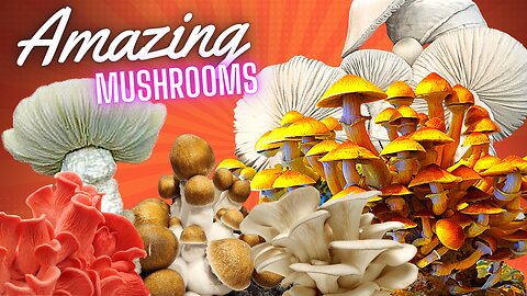 Amazing mushrooms