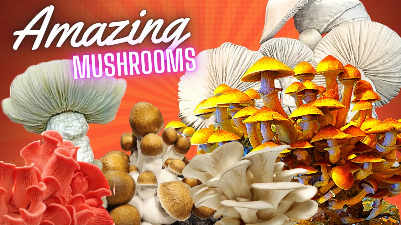 Amazing mushrooms