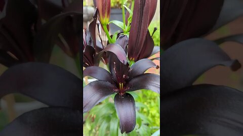 Beautiful black lilly