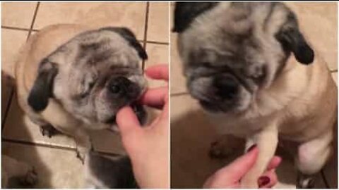 目の不自由なパグが人生で新たなチャンスをつかむ