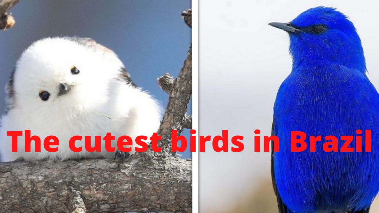 The cutest birds in Brazil