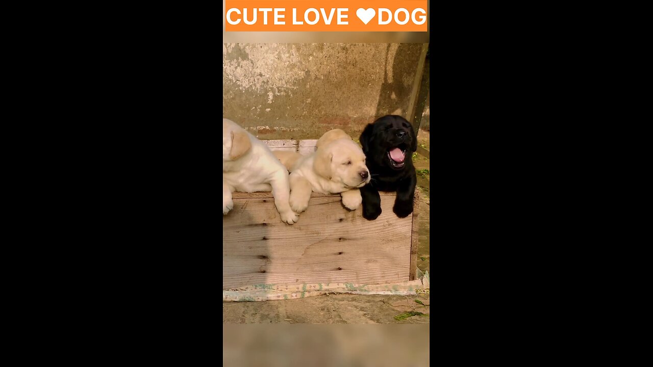 dog cute and puppy 🥰🥰🥰