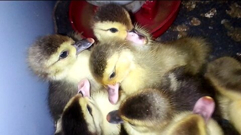 Baby Muscovy Ducks