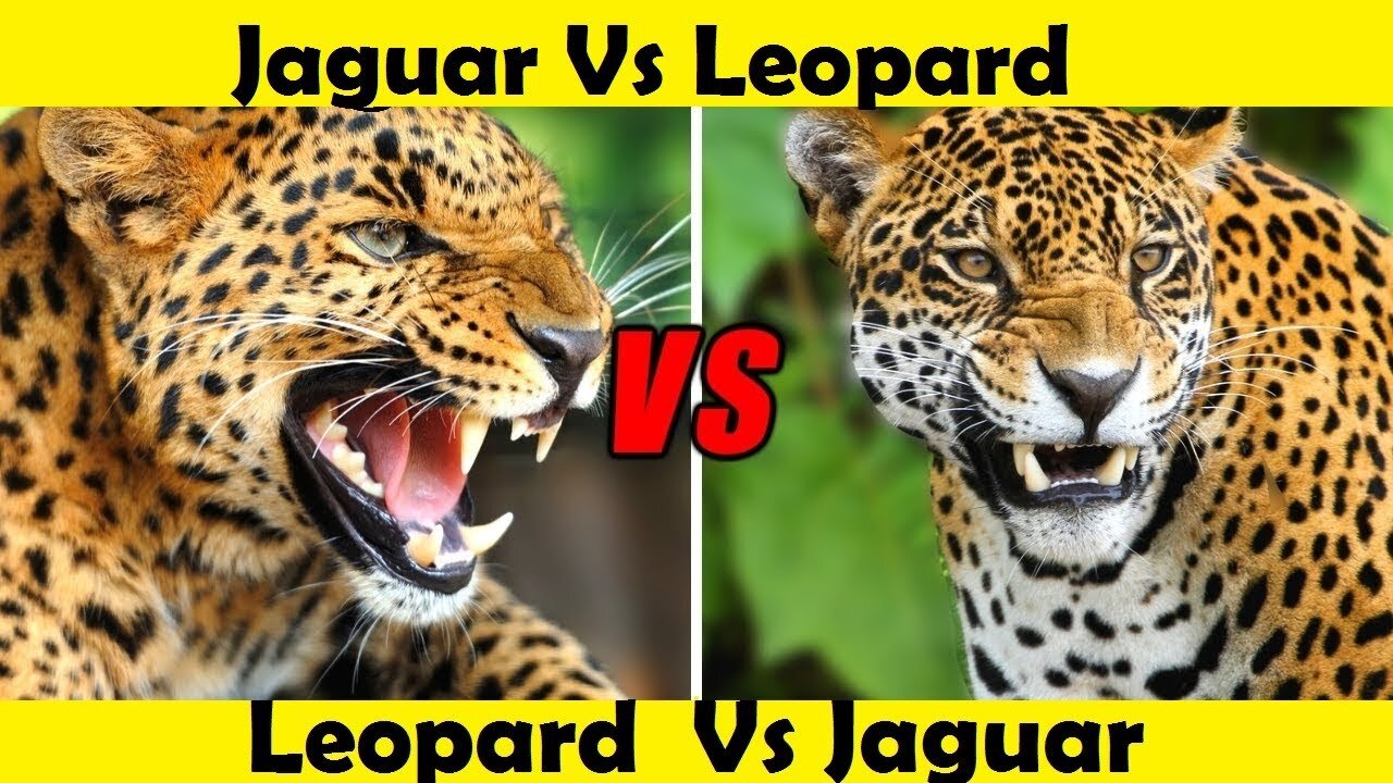 Leopard Vs Jaguar. Jaguar Vs Leopard. (Tutorial Video)