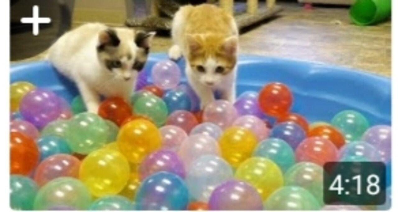 Cats playing with baloons