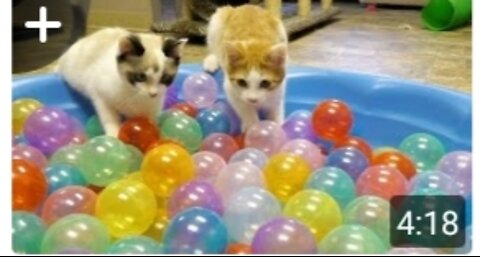 Cats playing with baloons