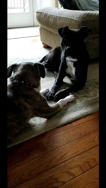 Pitbull Dog Begs For Bro For Bone.