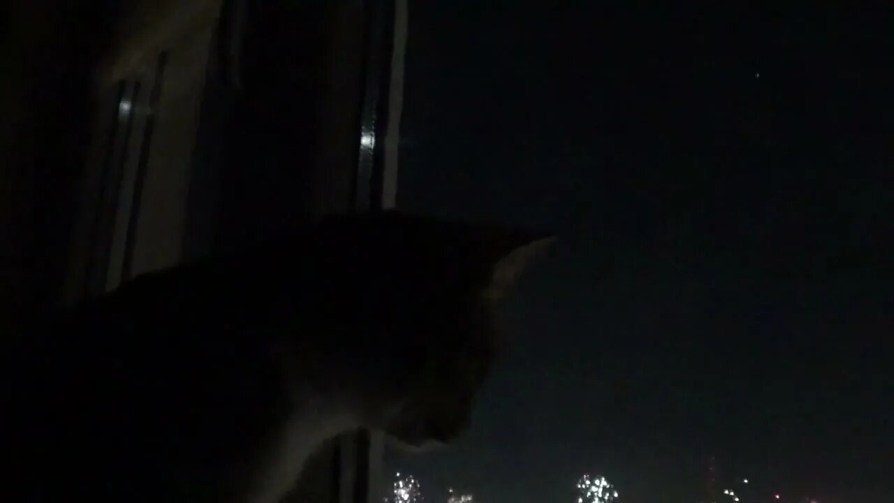 Small Cat is Curious about the Fireworks on New Year