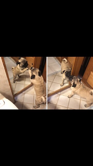 Pug Desperately Attempts To Make Contact With Mirror Reflection