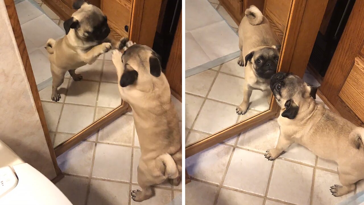 Pug Desperately Attempts To Make Contact With Mirror Reflection