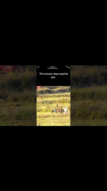 Horses Can Live to Be More Than 30 Years Old #horse #shorts