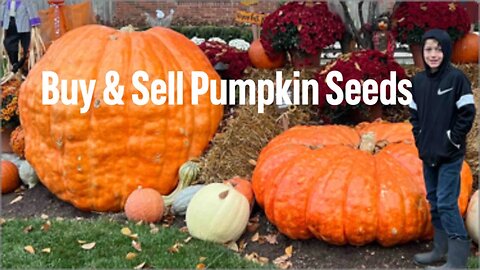 Giant Pumpkin Buy & Sell Seeds