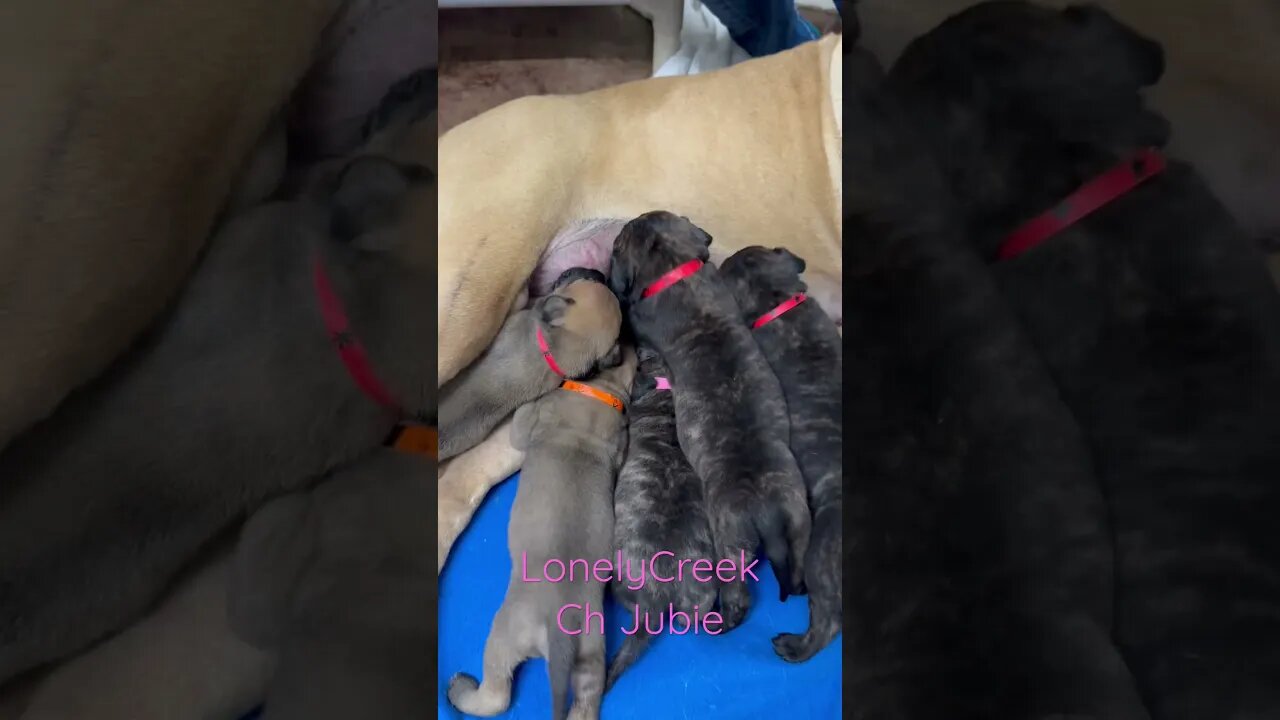 Nursing time. LonelyCreek Creek bullmastiff