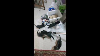 Kitten chaos amongst the art supplies