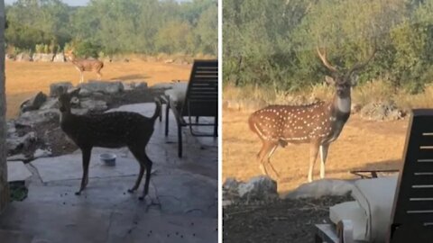 Free range rescue deer brings home buck boyfriend