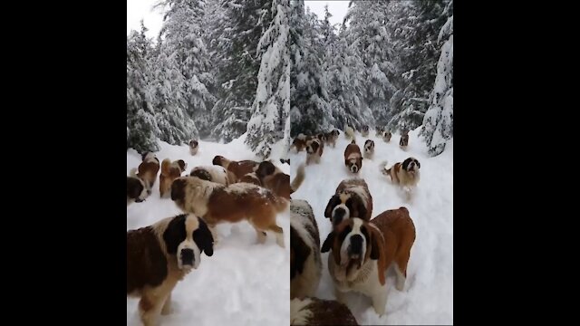 Dogs enjoying snow and Hunting