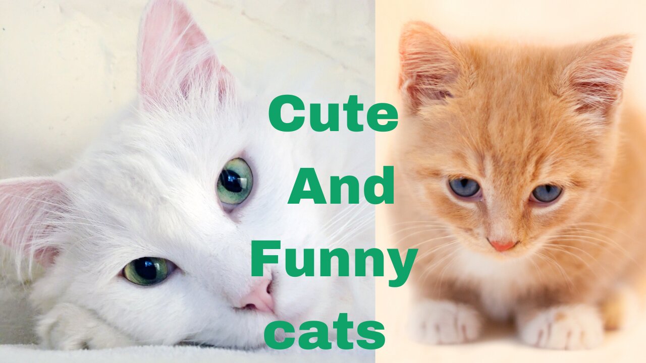 Funniest And Cute Cats