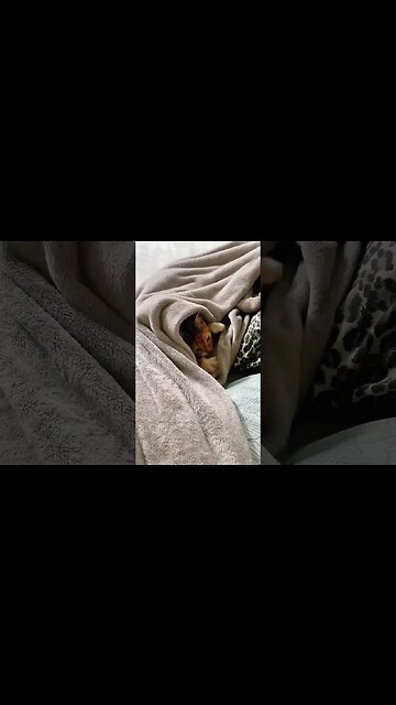 Pizzaria da gatinha #shorts