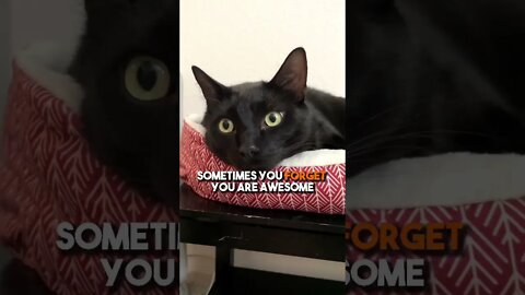 ❤️SHARE/ 🎙COMMENT/ 🔄REPOST/ 🔗COPYLINK/ 🥰FOLLOW/ #cat #blackcat #leonthecatdad #relateable