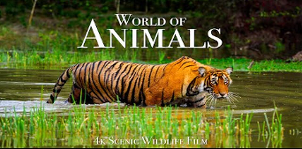 Animal World 4K - Scenic Wildlife Film With Calming Music