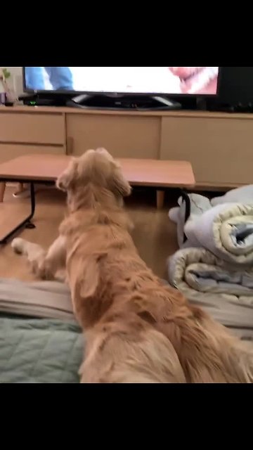Golden Retriever watches TV in totally hilarious position