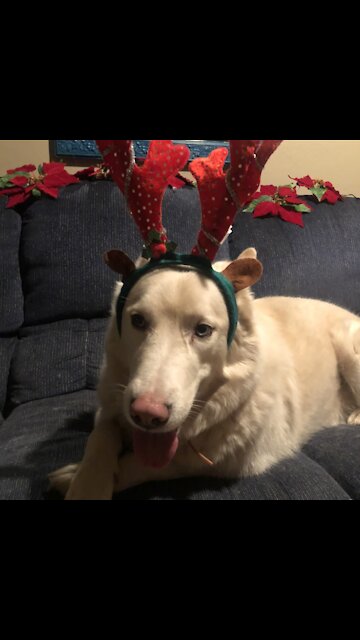 Early Christmas special