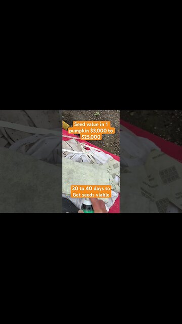 Jacks Patch saving the seeds #giantfruits #giantpumpkin #pumpkins