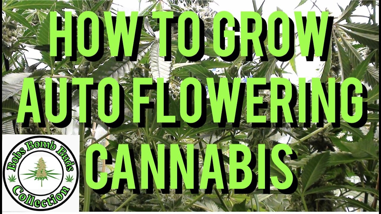 AUTO FLOWERS, How To Grow Auto Flowering Cannabis. Skywalker & Revolver Strains