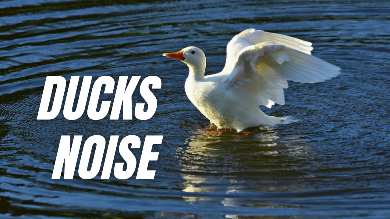 Ducks Feeding Sounds | Duck Noise Sound Effect | Kingdom Of Awais