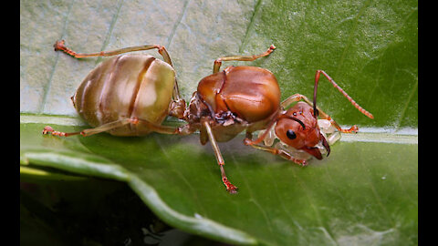 The Queen ants go on patrol